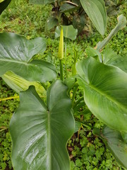 naturaleza, flores, restaurante para aves, neotropico