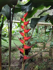 naturaleza, flores, restaurante para aves, neotropico