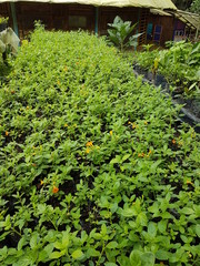 naturaleza, flores, restaurante para aves, neotropico