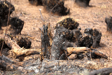 burned grass from fire. Brown natural background. Burned land, grass and leaves in spring wood. Horizontal color photography. selective focus.