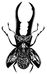 Escarabajo tijera