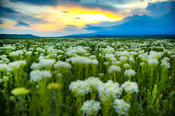 Fototapeta na wymiar white flowers in field at the sunset