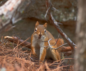 Red Squirrel