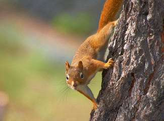 Red Squirrel