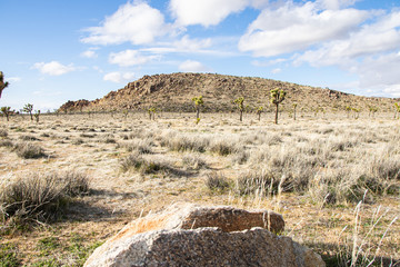 Joshua tree landscape