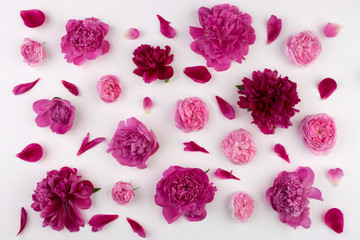 Flower pattern of pink peony flowers, english roses and petals on white background. Flat lay.