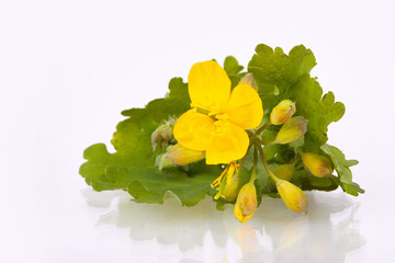 Greater Celandine (Tetterwort,  Swallowwort or Chelidonium Majus) flower Isolated on White Background. 