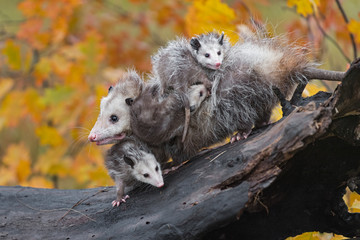 Virginia Opossum (Didelphis virginiana) Moves Left Across Log Loaded Down With Joeys Autumn