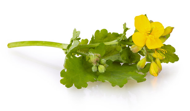 Greater Celandine (Tetterwort,  Swallowwort or Chelidonium Majus) flower Isolated on White Background. 