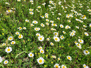 Spring daisy nature field meadow,natural background wallpaper 
