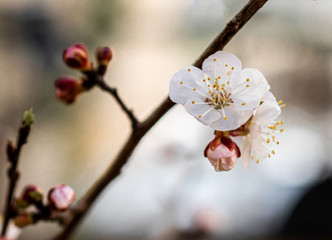 Flowers in vas, flowers in tree, spring flowers 