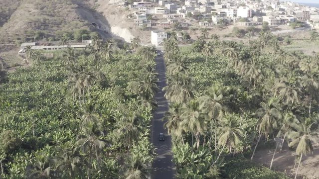4K ungraded UHD aerial view of coconut and sugar canne plantation near Achada Fazenda in Santiago Island  in Cape Verde - Cabo Verde