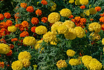 yellow and red flowers