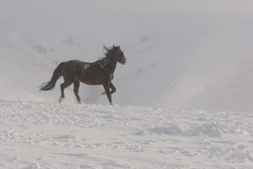 Fototapeta na wymiar white and brown horses gallop in the mountains in the snow. a herd of horses galloping through the snow in the mountains
