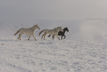 Fototapeta na wymiar white and brown horses gallop in the mountains in the snow. a herd of horses galloping through the snow in the mountains