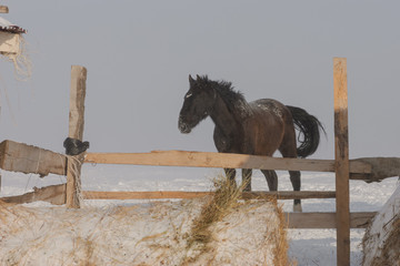 white and brown horses gallop in the mountains in the snow. a herd of horses galloping through the...