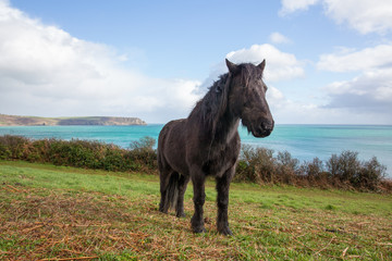 Horse by the sea in cornwall Pony 