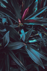 Tropikalne kwiaty, rośliny reo, liście tworzą tło, teksturę. © insomniafoto