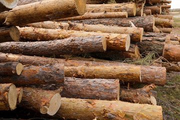Side view of commercial timber, pine tree logs after clear cut of forest. uncontrolled...