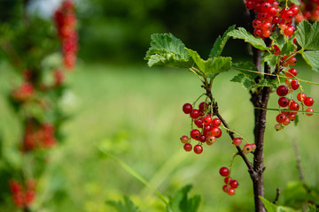red currant on green branc