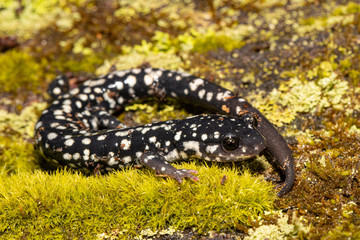 Slimy salamander - Huntingdon County, PA, USA - Plethodon glutinosis