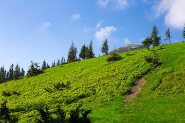 Mountain green trail uphill. Mountain trail running along a slope overgrown with blueberries and coniferous forest against a mountain peak and blue sky