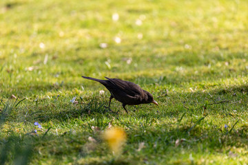 Walking black bird in park