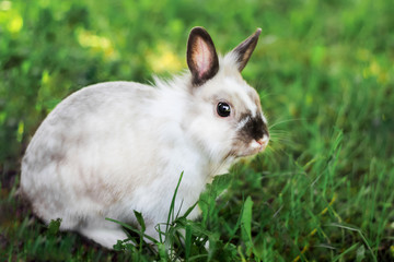 A small decorative white rabbit is sitting in the grass on nature. A fluffy pet with a gray nose is resting in the summer garden. Funny rabbit outdoors. Little bunny close-up. Easter bunny.