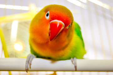 One beautiful and colored lovebird parrot with red beak, orange head and colored feathers. The Fischer's lovebird with a beautiful color is in a cage. Sitting and looking colored parrot. 