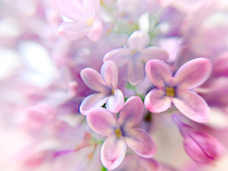 Blured background with pink and purple lilak flowers.