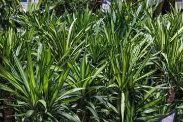 Obraz premium Greenhouse full of green plants.