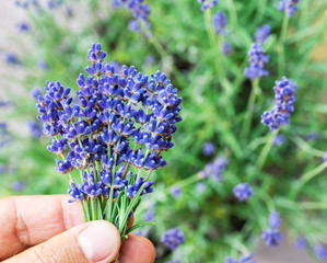 Bunch of fresh lavandula. Field of young lavender flowering plants at the background.