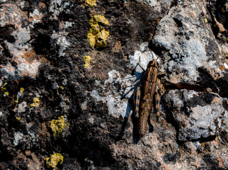 Grasshopper on rock, rock with yellow musty