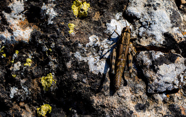 Grasshopper on rock, rock with yellow musty