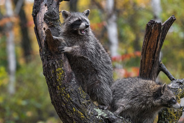 Raccoon (Procyon lotor) in Tree Vocalizes with Another Nearby Autumn