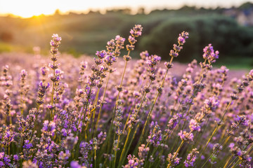 Colorful flowering lavandula or lavender field in the dawn light.
