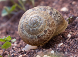 Snail move, snail shell, snail in garden 
