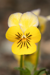 close up yellow pansy