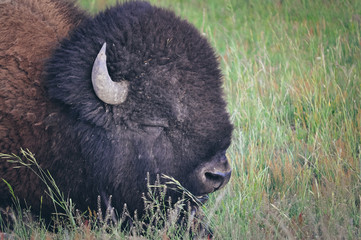 Bizon at Yellowstone National Park © Yoav