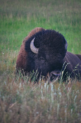 Bizon at Yellowstone National Park © Yoav
