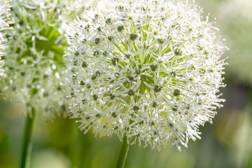 White ball of onion flower in park Muzeon , Moscow