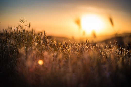 Scenic View Of Grassy Field Against Sky At Sunset