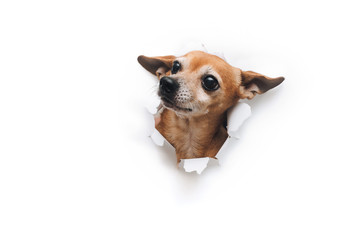 Bug-eyed muzzle. The head of funny dog through a hole on a white torn paper background. Russian Toy Terrier. Horizontal studio image, copy space. Concept of spy, curiosity and snoop. Look up.