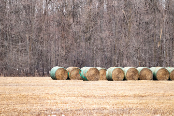 Wrapped Rolls of Hay in a Field