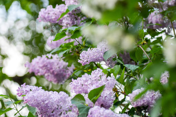 lilac branch with bokeh
