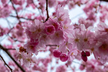 One brief season moment in spring time is the blooming of sakura tree.