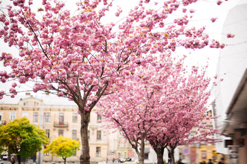 Sakura. Cherry blossoms japan. Pink spring blossom background.