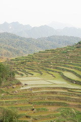 Reisterassen, Pu Luong, Vietnam