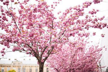 cherry blossoms in full bloom in lviv