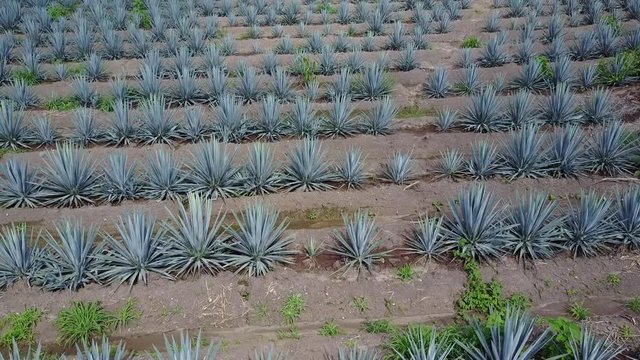 vista a&eacute;rea de plantaciones de agave azul, materia prima para la elaboraci&oacute;n de tequila, bebida alcoh&oacute;lica tradicional de M&eacute;xico
